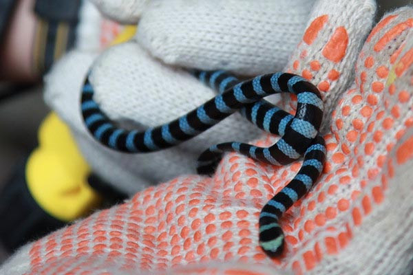 Rắn biển Belcher: Đẹp nhưng "độc" nhất thế giới ảnh 11 Rắn biển Belcher: Đẹp nhưng "độc" nhất thế giới ảnh 11