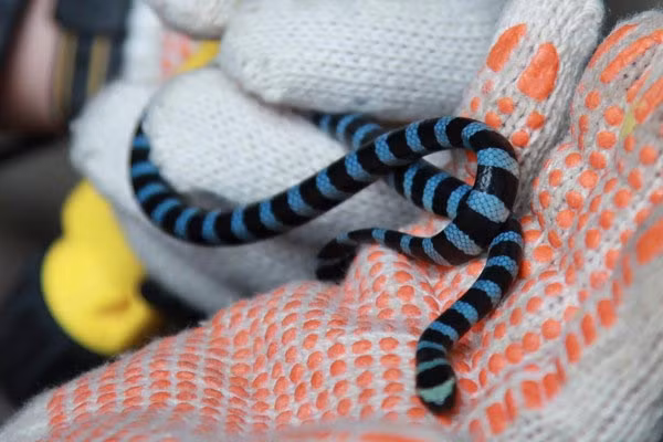 Rắn biển Belcher: Đẹp nhưng "độc" nhất thế giới ảnh 11