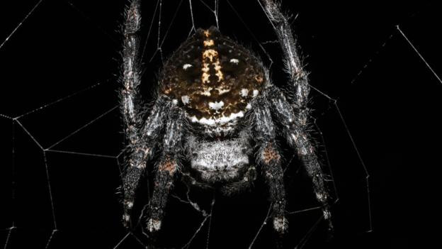 Mạng nhện lớn nhất thế giới có thể “bắc cầu” qua một con sông ảnh 1