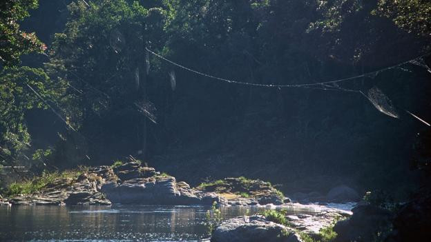 Mạng nhện lớn nhất thế giới có thể “bắc cầu” qua một con sông ảnh 2