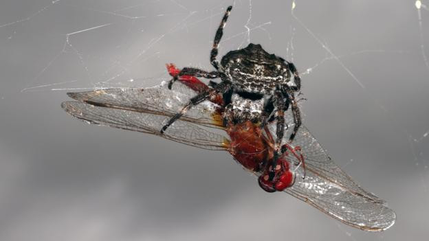 Mạng nhện lớn nhất thế giới có thể “bắc cầu” qua một con sông ảnh 3