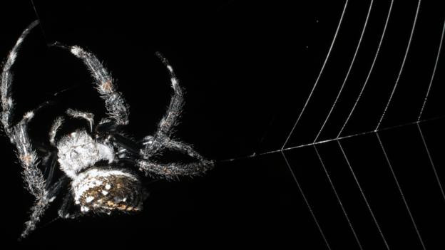 Mạng nhện lớn nhất thế giới có thể “bắc cầu” qua một con sông ảnh 4