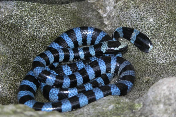 Rắn biển Belcher: Đẹp nhưng "độc" nhất thế giới ảnh 3 Rắn biển Belcher: Đẹp nhưng "độc" nhất thế giới ảnh 3