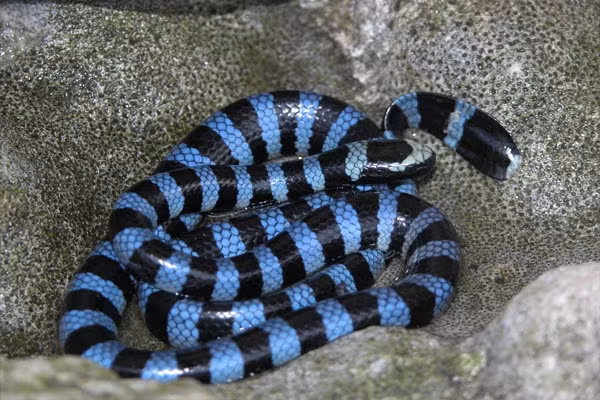 Rắn biển Belcher: Đẹp nhưng "độc" nhất thế giới ảnh 3