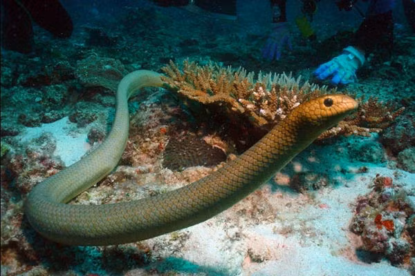 Rắn biển Belcher: Đẹp nhưng "độc" nhất thế giới ảnh 1