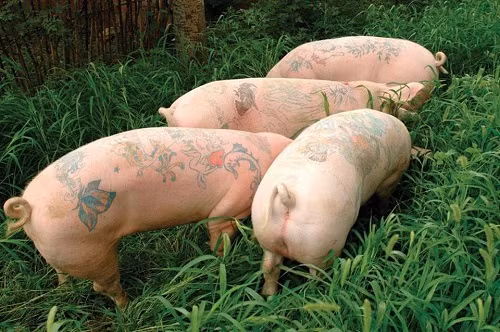 Xăm trổ chắc gì hổ báo.