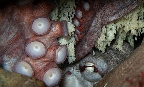 Bí mật đen tối ít người biết của loài bạch tuộc nay đã được khám phá - Hình 1