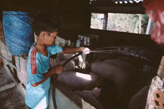  Sau khi chăm sóc cho những con heo xinh xắn của mình, Hiếu sẽ phụ anh tắm cho đàn heo chuồng bên. 