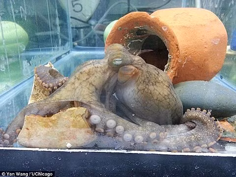 Bí mật đen tối ít người biết của loài bạch tuộc nay đã được khám phá