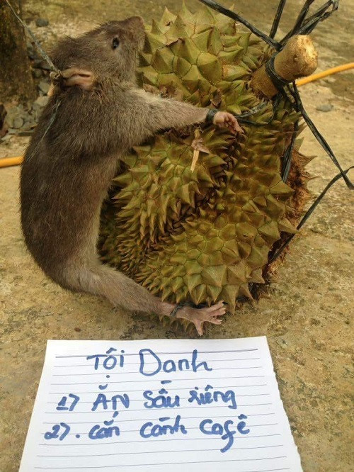 Trừng trị đúng chuột, đúng tội.