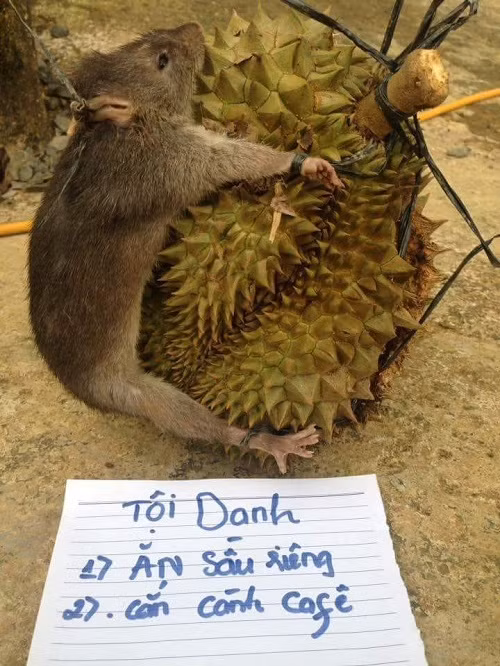 Trừng trị đúng chuột, đúng tội.