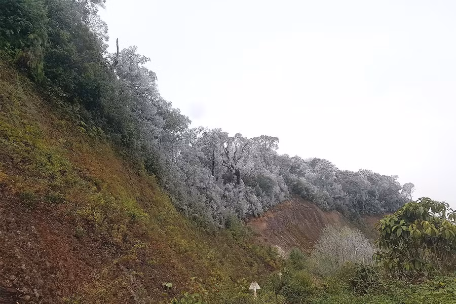 Cây cối phủ băng trắng xóa.