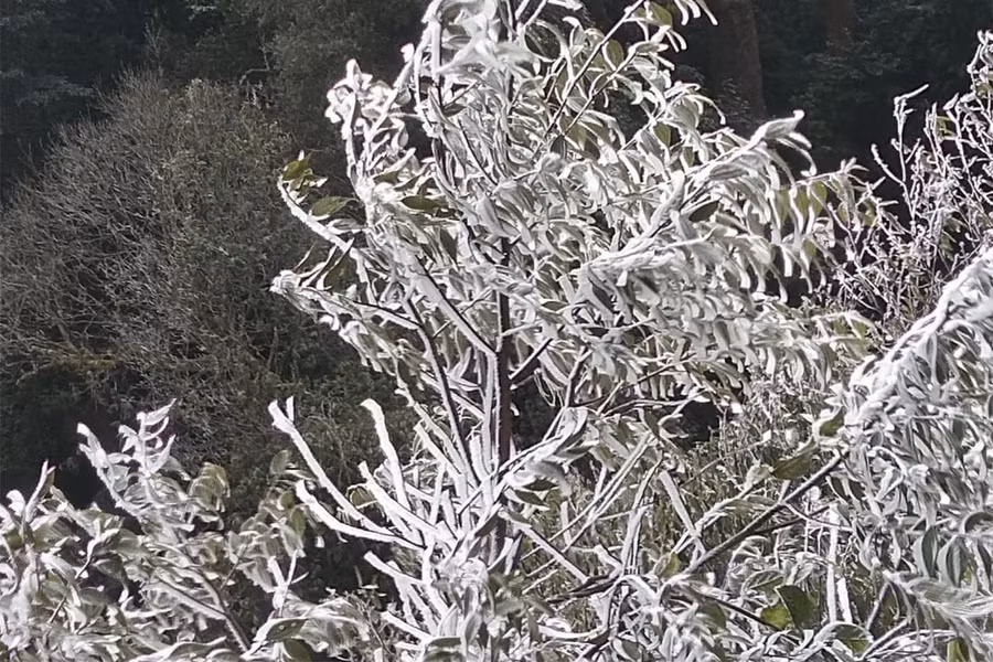 Băng đọng lại trên cây cối.