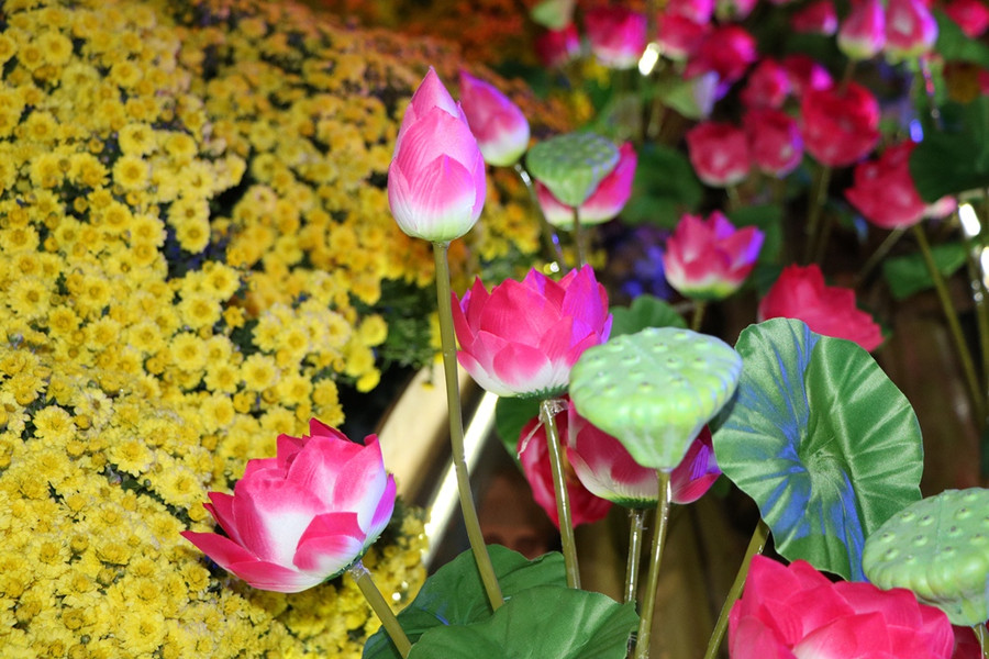 Vườn hoa Xuân còn được thể hiện bởi nhiều loài hoa trong và ngoài tỉnh với những màu sắc tươi đẹp, lạ mắt. (Ảnh: Ý Thảo).