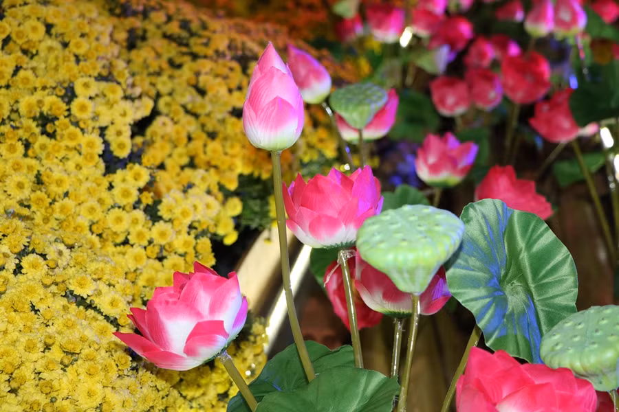 Vườn hoa Xuân còn được thể hiện bởi nhiều loài hoa trong và ngoài tỉnh với những màu sắc tươi đẹp, lạ mắt. (Ảnh: Ý Thảo).