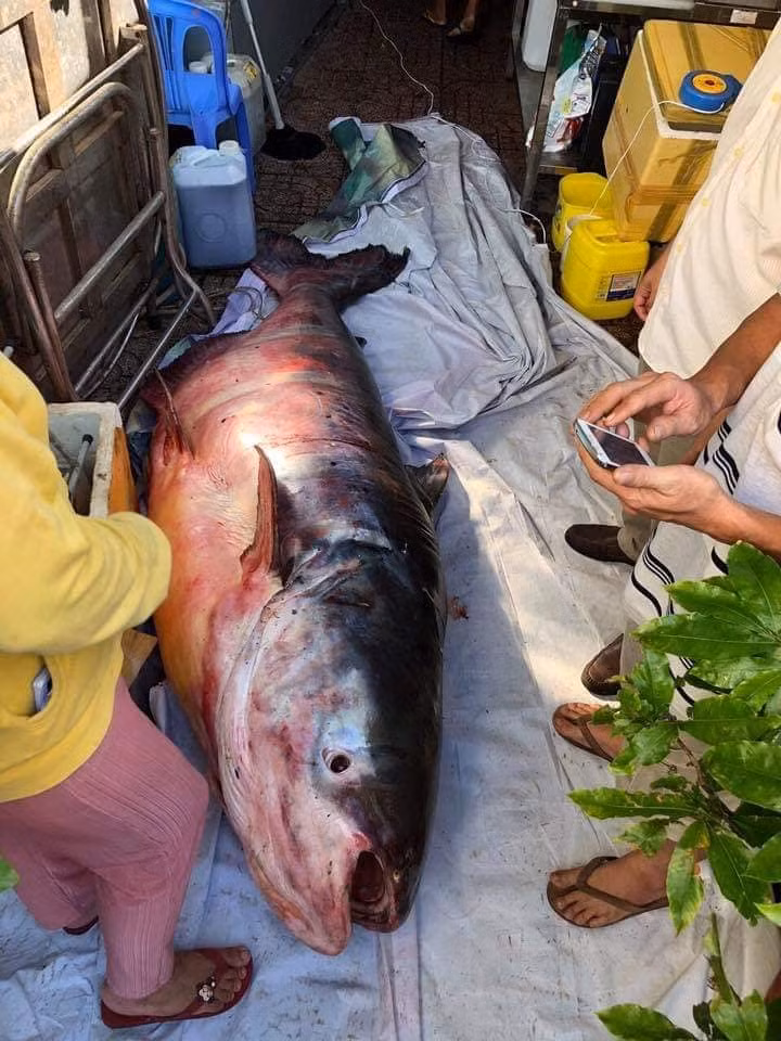 nhung "thuy quai khong lo" tung bi bat o song me kong dua ve viet nam hinh anh 2