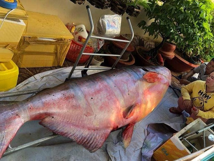 Những "thủy quái khổng lồ" từng bị bắt ở sông Mê Kông đưa về Việt Nam hình ảnh 1 nhung "thuy quai khong lo" tung bi bat o song me kong dua ve viet nam hinh anh 1