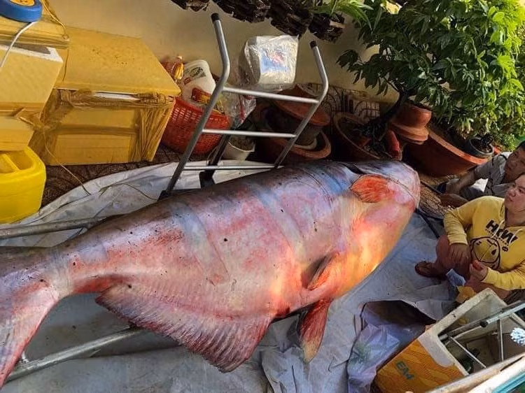 nhung "thuy quai khong lo" tung bi bat o song me kong dua ve viet nam hinh anh 1