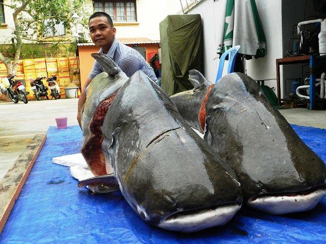 Những "thủy quái khổng lồ" từng bị bắt ở sông Mê Kông đưa về Việt Nam hình ảnh 8 nhung "thuy quai khong lo" tung bi bat o song me kong dua ve viet nam hinh anh 8