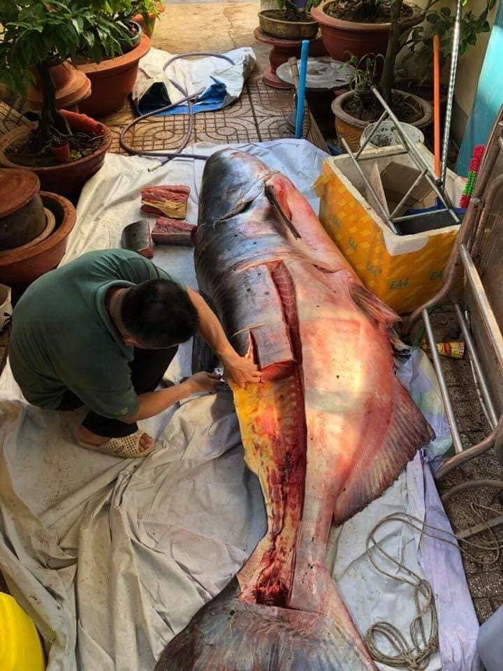 Những "thủy quái khổng lồ" từng bị bắt ở sông Mê Kông đưa về Việt Nam hình ảnh 3 nhung "thuy quai khong lo" tung bi bat o song me kong dua ve viet nam hinh anh 3