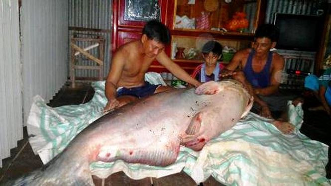 Những "thủy quái khổng lồ" từng bị bắt ở sông Mê Kông đưa về Việt Nam hình ảnh 6 nhung "thuy quai khong lo" tung bi bat o song me kong dua ve viet nam hinh anh 6