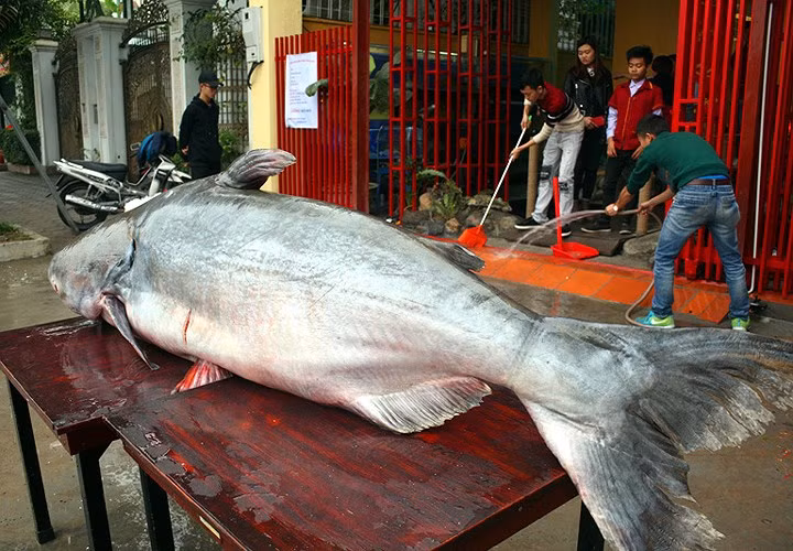 “Thủy quái khổng lồ” nào từng bị bắt ở sông Mê Kông đưa về Việt Nam?