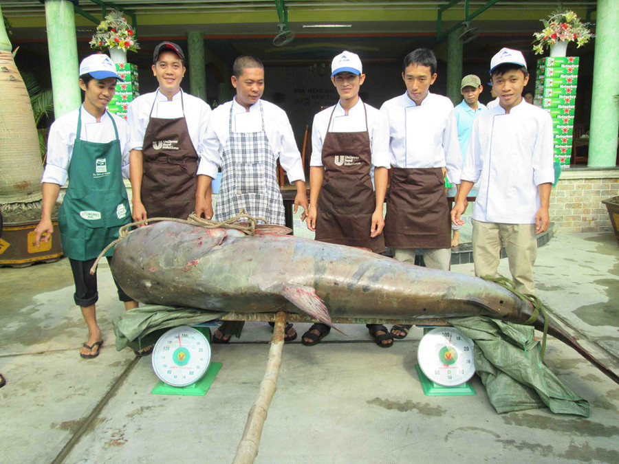 Những "thủy quái khổng lồ" từng bị bắt ở sông Mê Kông đưa về Việt Nam hình ảnh 5 nhung "thuy quai khong lo" tung bi bat o song me kong dua ve viet nam hinh anh 5