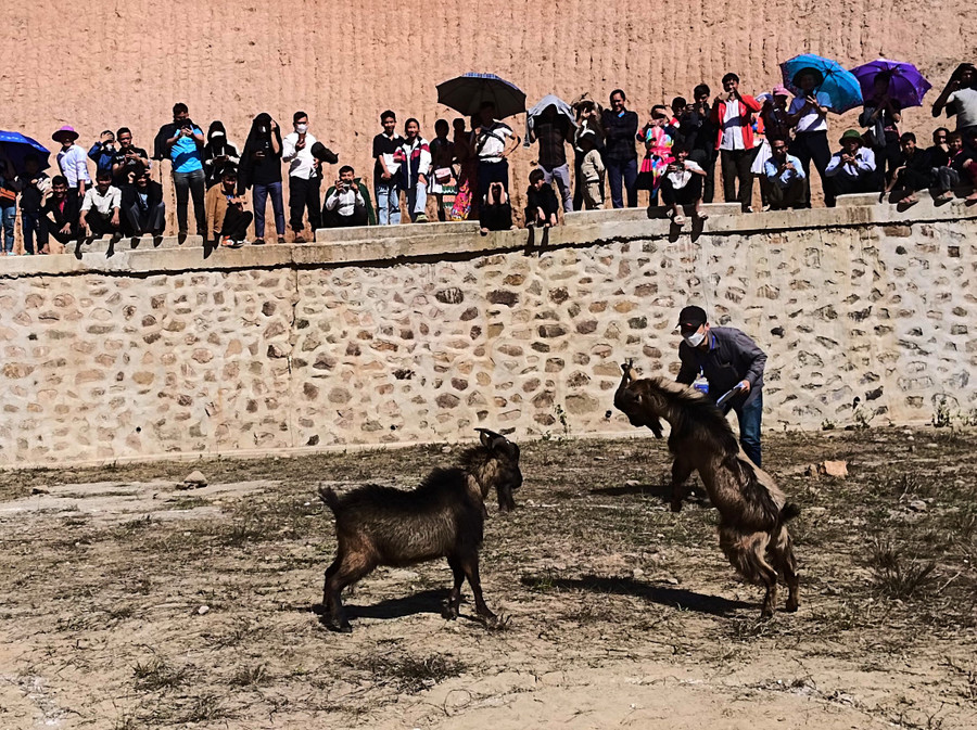 Thi chọi dê tại Ngày hội Văn hóa các dân tộc huyện Nậm Pồ. Thi chọi dê tại Ngày hội Văn hóa các dân tộc huyện Nậm Pồ.
