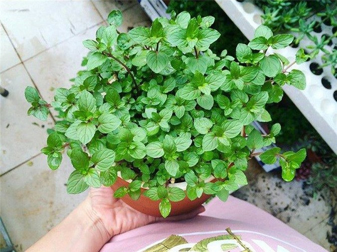 Trong bếp trồng ngay cây này, tiền thi nhau đổ ào ào - Hình 2 Trong bep trong ngay cay nay, tien thi nhau do ao ao-Hinh-2
