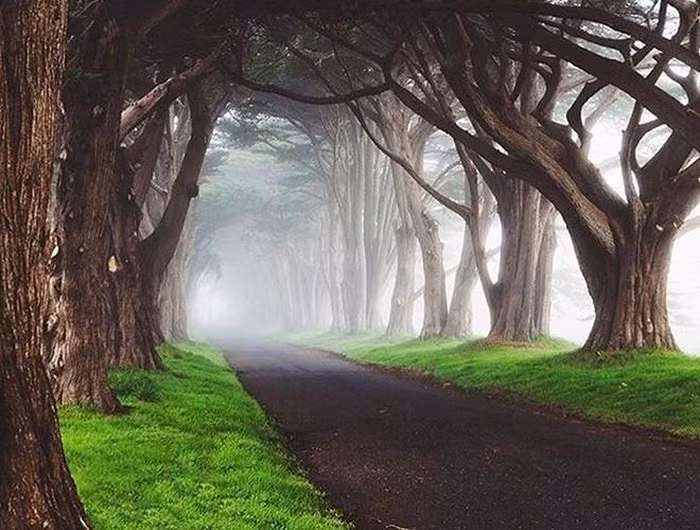 Nhiều du khách sẽ cảm thấy ngỡ ngàng cũng như bất ngờ khi tới thăm những “đường hầm” tự nhiên được phủ kín bởi các tán cây.