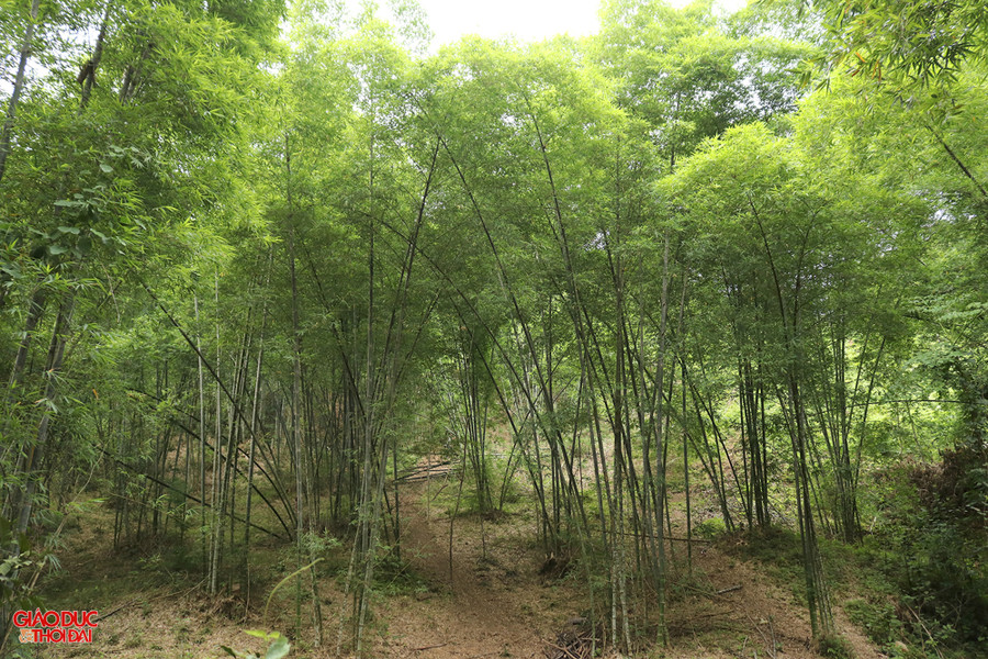 Rừng tre mét rộng hàng trăm hecta ở xã Tam Thái, huyện Tương Dương. (Ảnh: Phạm Tâm)