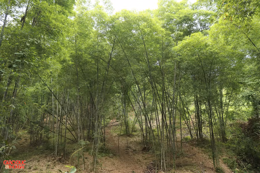 Rừng tre mét rộng hàng trăm hecta ở xã Tam Thái, huyện Tương Dương. (Ảnh: Phạm Tâm)