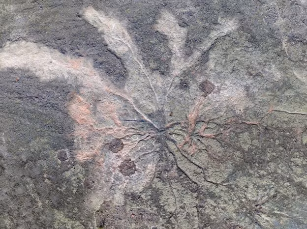 Sản phẩm - Clip: Tiết lộ hình ảnh về hóa thạch 