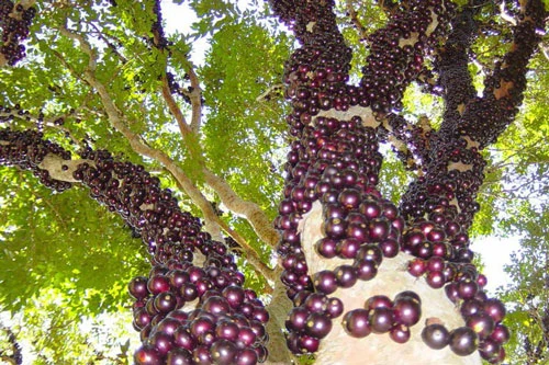 Loài cây kỳ lạ này có tên khoa học là Plinia cauliflora, tên khác là Jabuticaba, ở Việt Nam gọi là nho thân gỗ, là một loài thực vật có hoa trong Họ Đào kim nương. Sở dĩ gọi là nho thân gỗ bởi quả của loài cây này có hương vị giống hệt nho, thơm và ngọt.