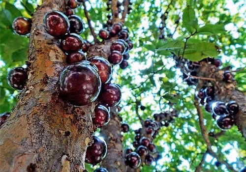 Khám phá “kỳ hoa dị thảo” mọc chi chít trên thân ở Việt Nam ảnh 6