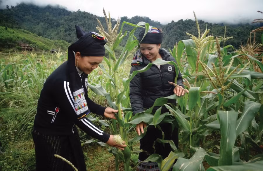 Nhiều mô hình cây trồng đã phát huy hiệu quả, góp phần nâng cao hiệu quả sản xuất tại địa phương. 