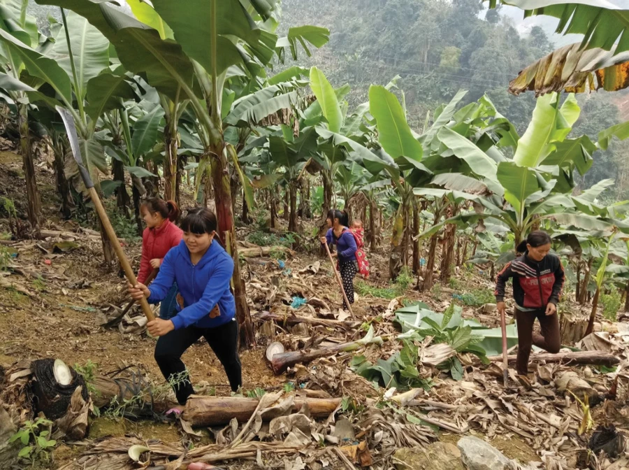 Trên địa bàn tỉnh Lào Cai vẫn còn một số lượng lớn người lao động DTTS chưa có việc làm và thu nhập ổn định.