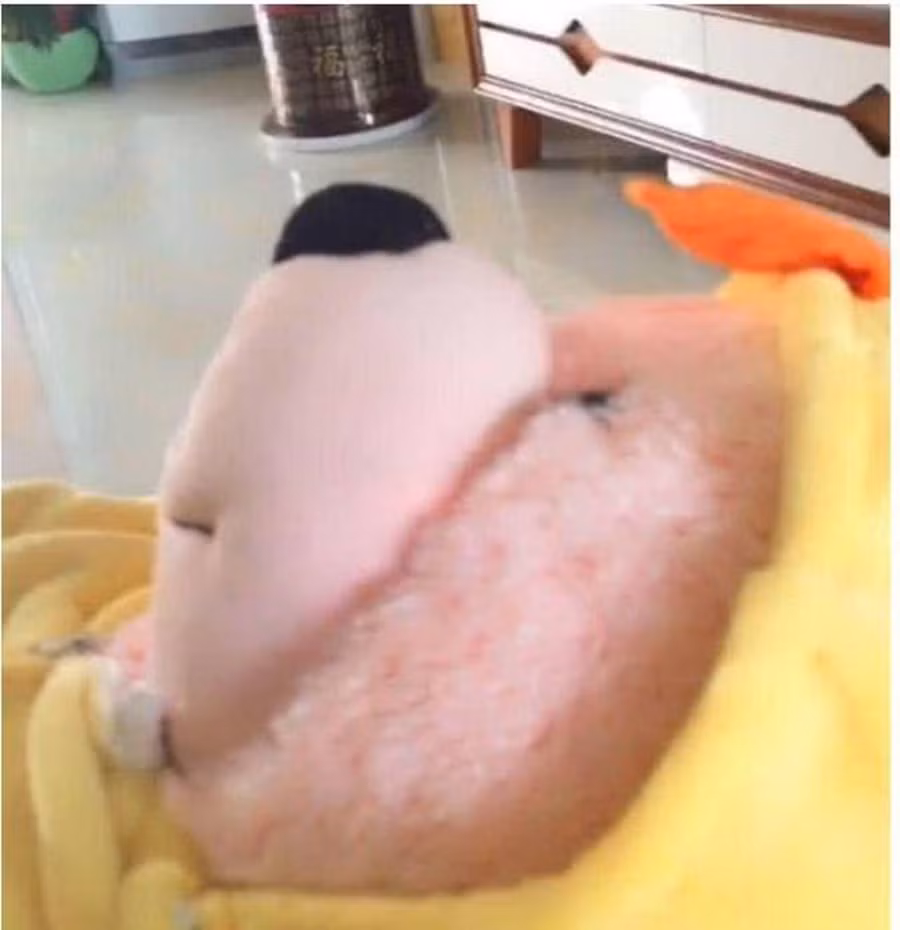 Thấy con gái tự giác dậy sớm học bài, bố mỉm cười tới xoa đầu nhưng điếng người vì sự thật-2