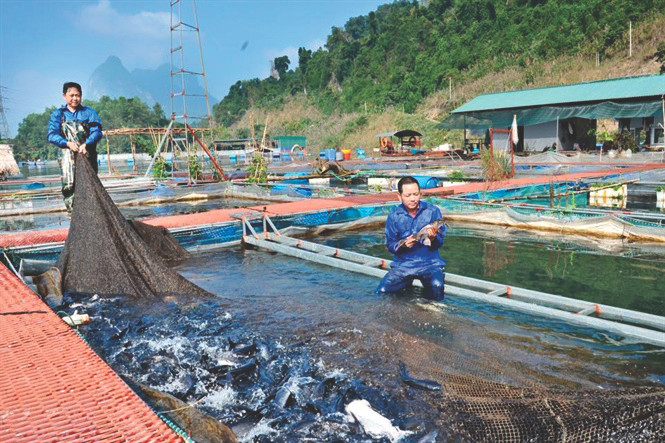 Nuôi cá lồng theo quy trình VietGAP mang lại hiệu quả kinh tế cao cho các hộ nuôi lồng ở Tuyên Quang. Ảnh TL