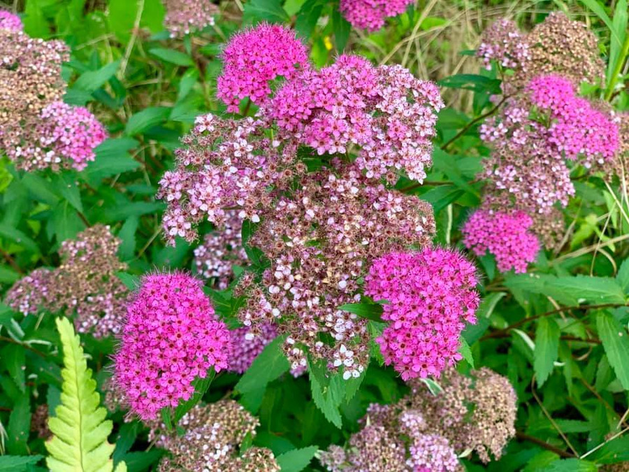 Chiêm ngưỡng khu vườn rộng 1.400m2 ngợp sắc hoa của ca sĩ Mỹ Lệ tại Đức ảnh 6 Khu vườn rộng 1.400m2 tại biệt thự Đức của ca sĩ Mỹ Lệ-8