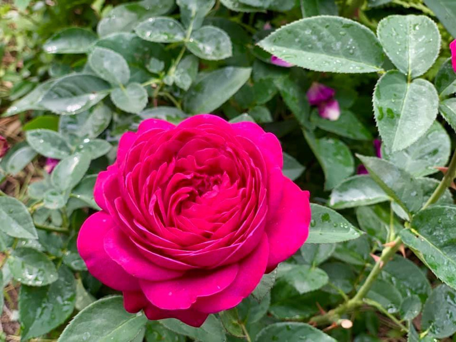 Chiêm ngưỡng khu vườn rộng 1.400m2 ngợp sắc hoa của ca sĩ Mỹ Lệ tại Đức ảnh 9 Khu vườn rộng 1.400m2 tại biệt thự Đức của ca sĩ Mỹ Lệ-11