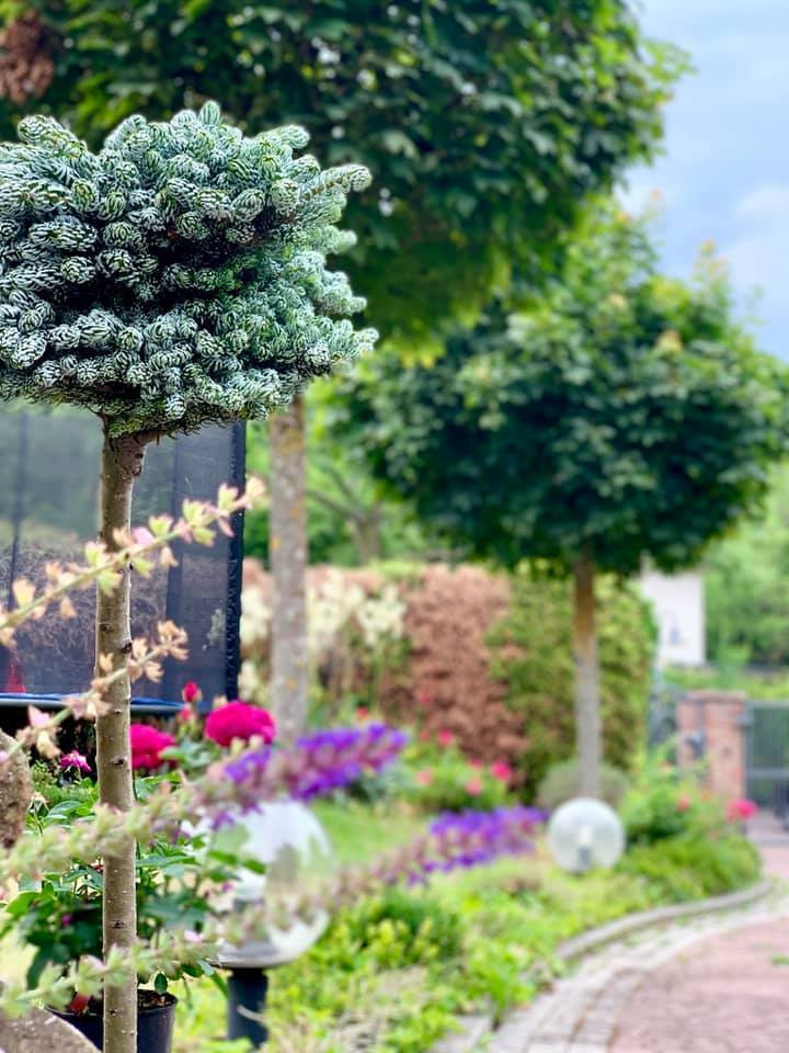 Chiêm ngưỡng khu vườn rộng 1.400m2 ngợp sắc hoa của ca sĩ Mỹ Lệ tại Đức ảnh 4 Khu vườn rộng 1.400m2 tại biệt thự Đức của ca sĩ Mỹ Lệ-5