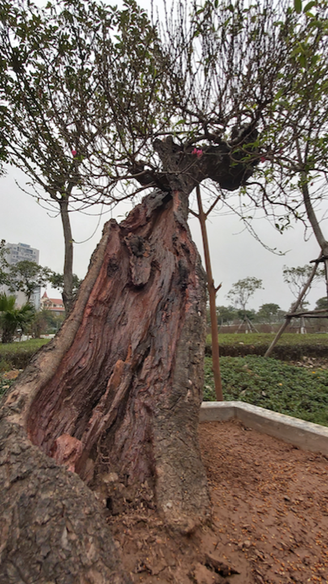 Đào Thất Thốn cổ Sapa ồ ạt xuống phố chờ đại gia rước về chơi Tết - 9 Đào Thất Thốn cổ Sapa ồ ạt xuống phố chờ đại gia rước về chơi Tết - 9