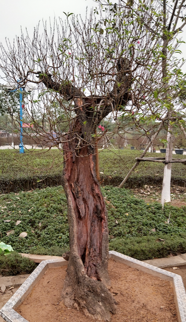 Đào Thất Thốn cổ Sapa ồ ạt xuống phố chờ đại gia rước về chơi Tết - 7 Đào Thất Thốn cổ Sapa ồ ạt xuống phố chờ đại gia rước về chơi Tết - 7