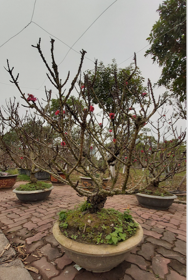 Đào Thất Thốn cổ Sapa ồ ạt xuống phố chờ đại gia rước về chơi Tết - 5 Đào Thất Thốn cổ Sapa ồ ạt xuống phố chờ đại gia rước về chơi Tết - 5