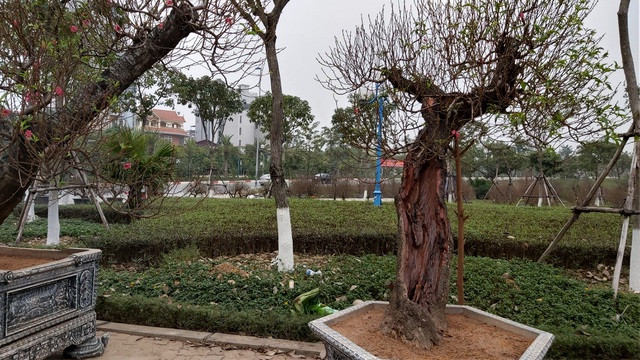 Đào Thất Thốn cổ Sapa ồ ạt xuống phố chờ đại gia rước về chơi Tết - 6 Đào Thất Thốn cổ Sapa ồ ạt xuống phố chờ đại gia rước về chơi Tết - 6