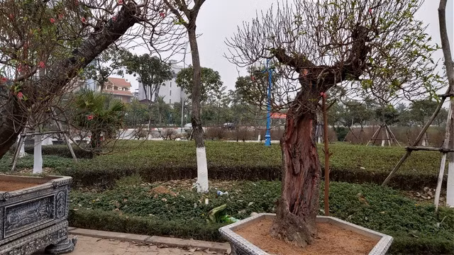 Đào Thất Thốn cổ Sapa ồ ạt xuống phố chờ đại gia rước về chơi Tết - 6