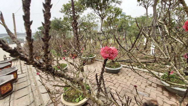 Đào Thất Thốn cổ Sapa ồ ạt xuống phố chờ đại gia rước về chơi Tết - 2 Đào Thất Thốn cổ Sapa ồ ạt xuống phố chờ đại gia rước về chơi Tết - 2