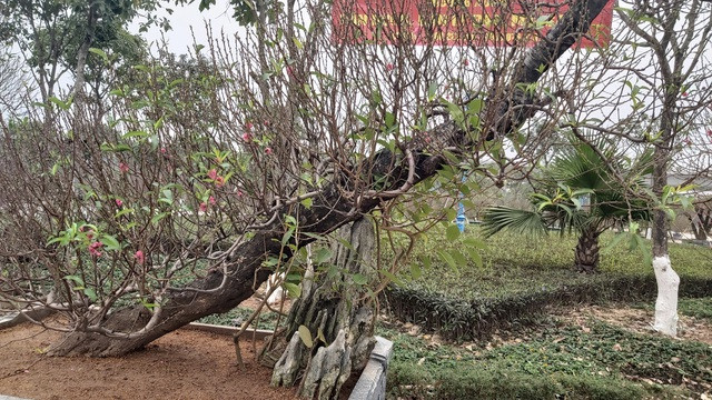 Đào Thất Thốn cổ Sapa ồ ạt xuống phố chờ đại gia rước về chơi Tết - 8 Đào Thất Thốn cổ Sapa ồ ạt xuống phố chờ đại gia rước về chơi Tết - 8