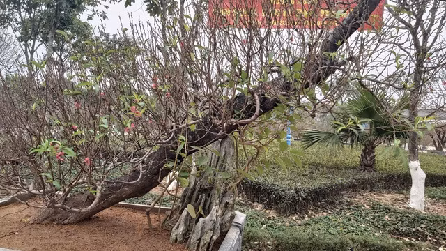 Đào Thất Thốn cổ Sapa ồ ạt xuống phố chờ đại gia rước về chơi Tết - 8